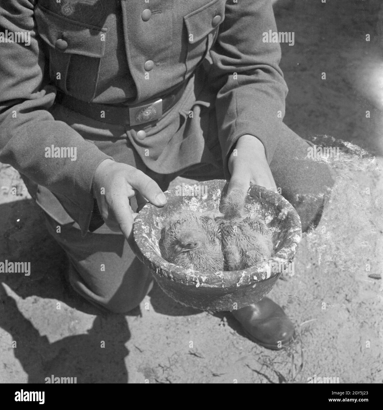 Original-Bildunterschrift : junge Tauben aus der Lehranstalt für Heeresbrieftauben. Tauben erfordert die Zucht der besondere Sorgfalt, da hier höchste Leistungen gebraucht werden, Deutschland 1940er Jahre. Une grande précision est nécessaire par des pigeons à des fins militaires, l'Allemagne des années 40. Banque D'Images