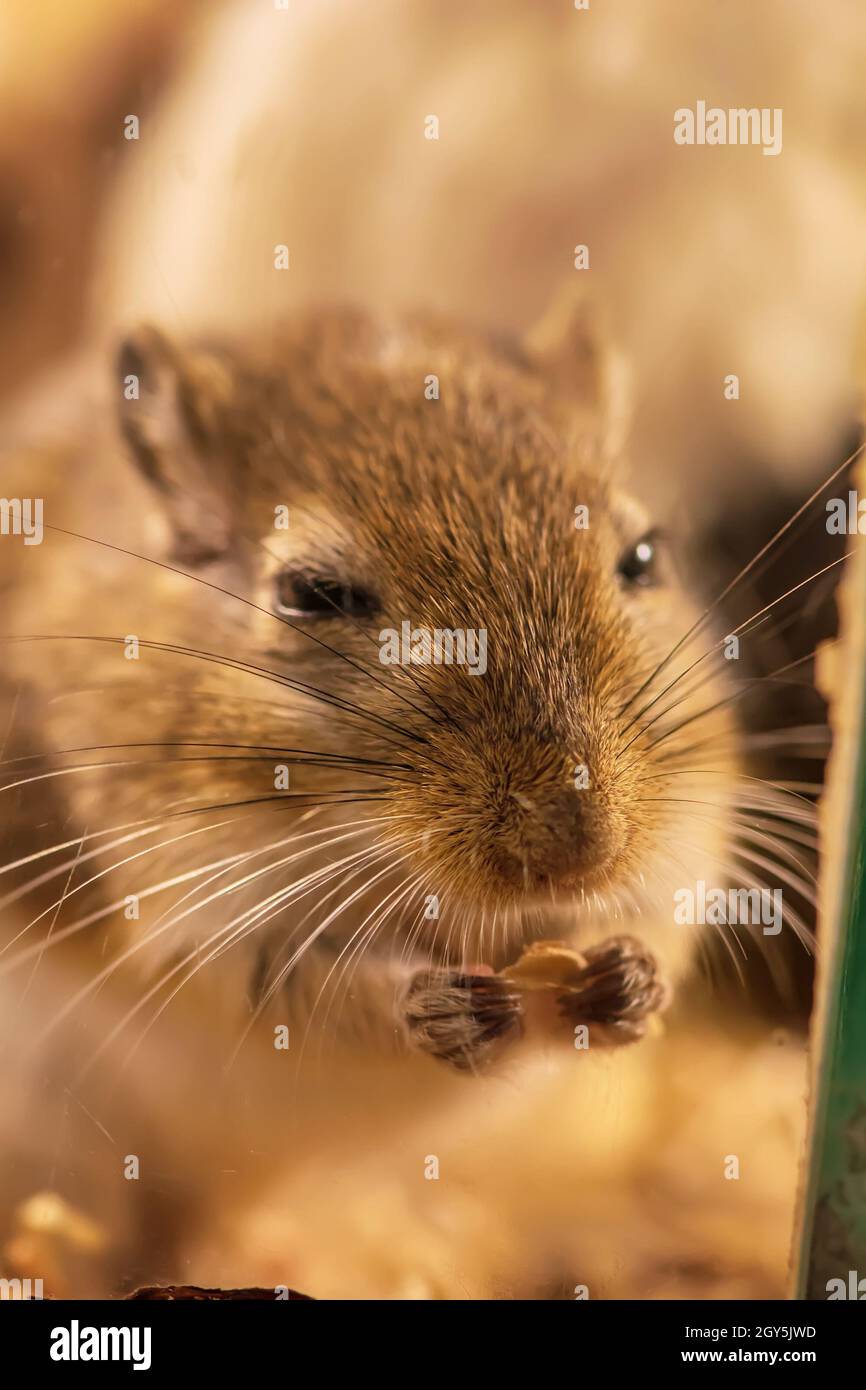 Une gerbille ou appelés rats du désert est un petit mammifère. Banque D'Images