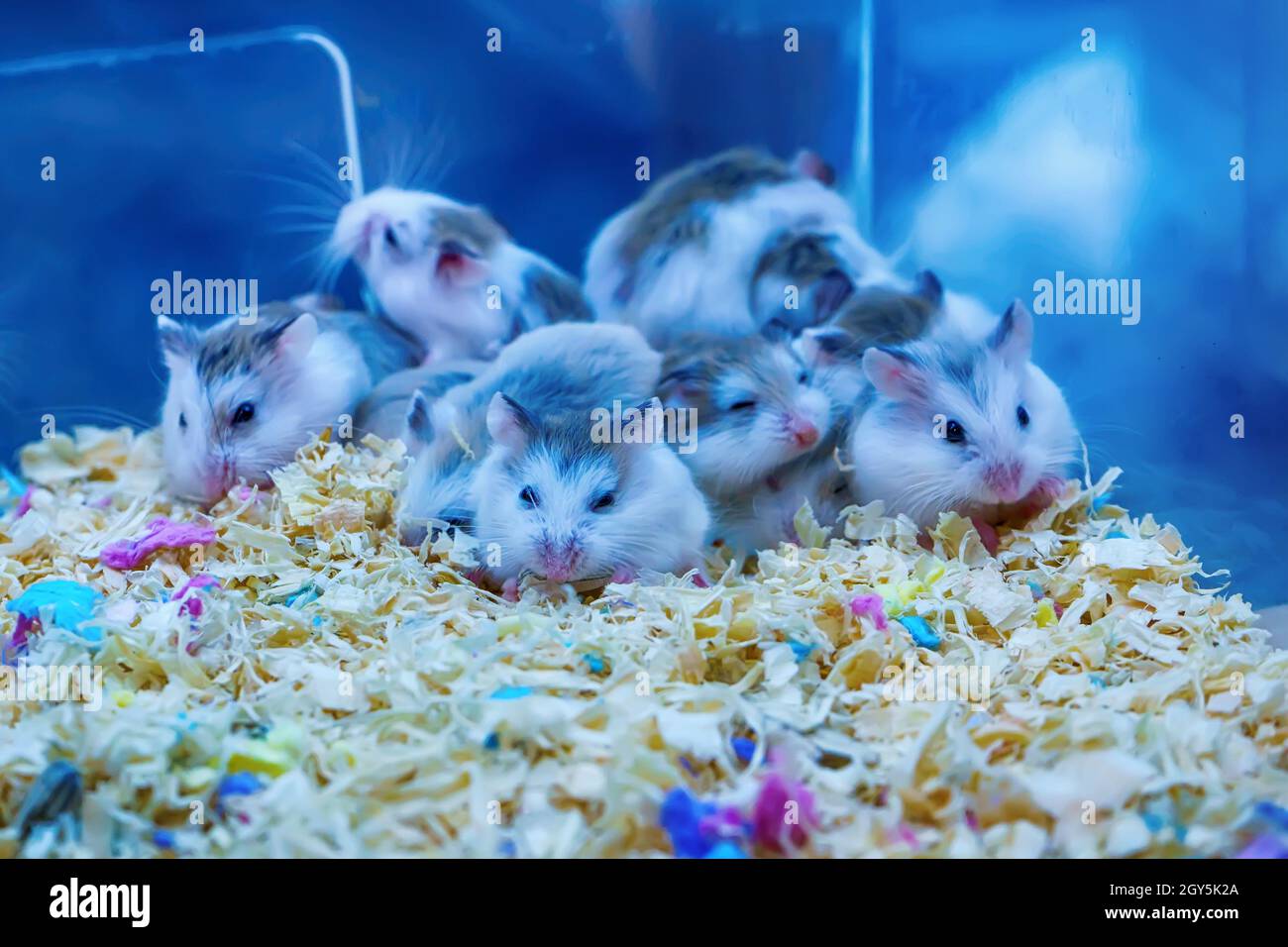 Gerbille à queue grasse est un rongeur. C'est dormir. Banque D'Images