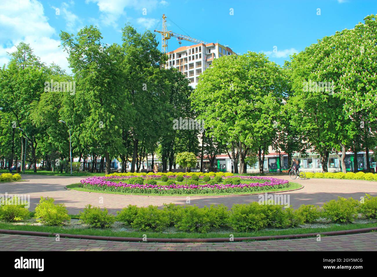 Tulipes lilas sur lit de fleur dans le parc de la ville.Jardin de printemps.Tulipes lilas plantées dans une rangée à motifs dans le jardin.Tulipes colorées en lit de fleur.Magnifique Banque D'Images