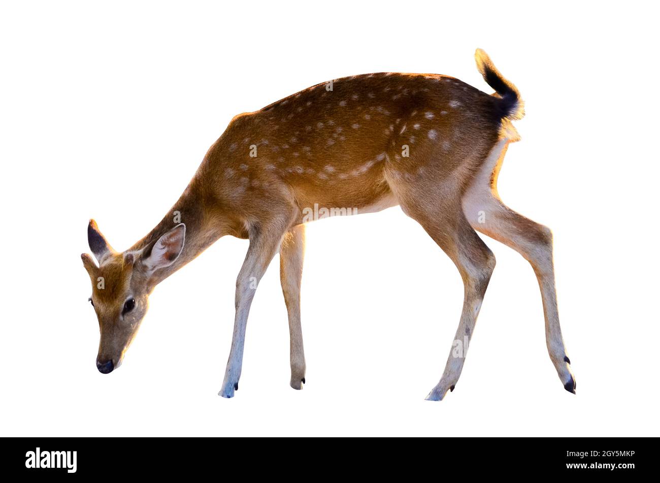 Bébé chevreuil isolé en fond blanc Banque D'Images