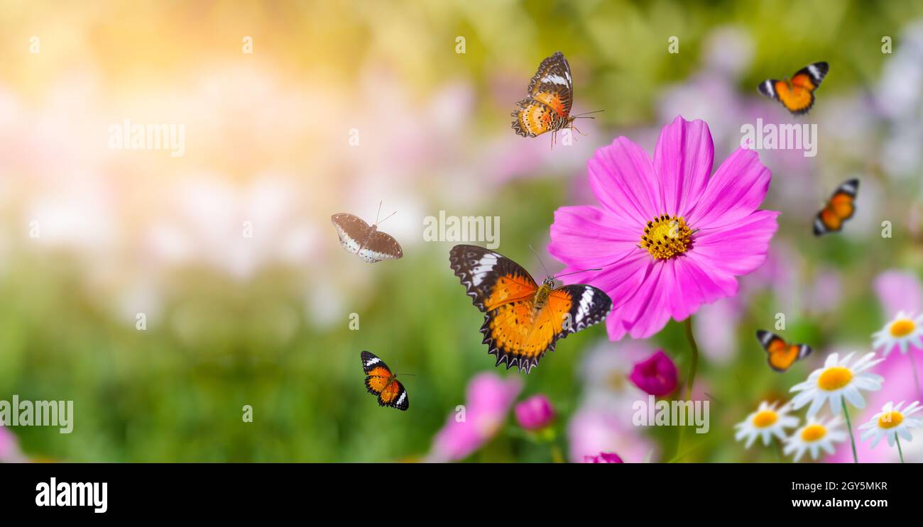 Le papillon est orange-jaune sur le blanc rose fleurs dans l'herbe verte Banque D'Images