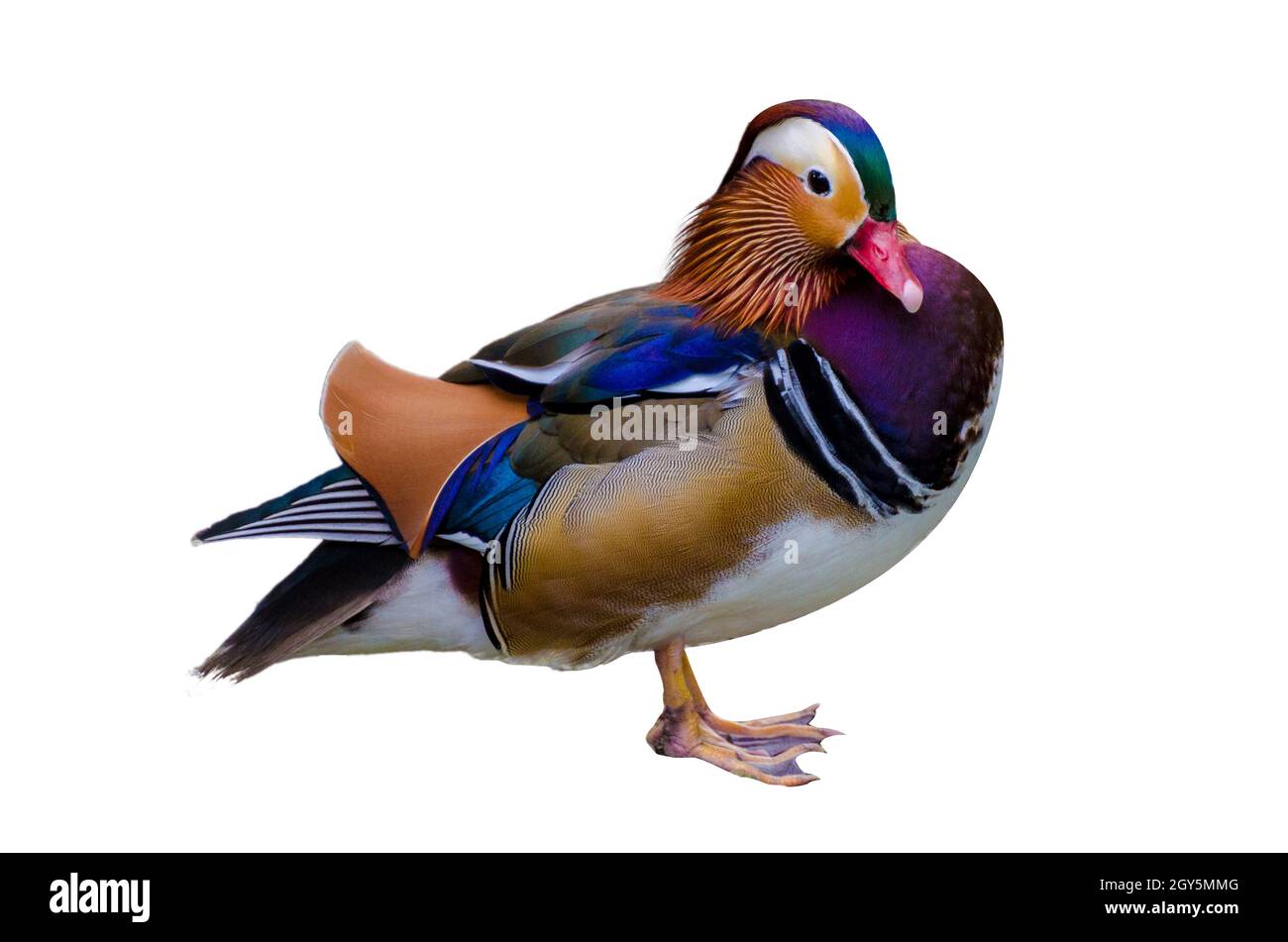 Canard Mandarin Aix galericulata Canard Mandarin isoler belle couleur Banque D'Images