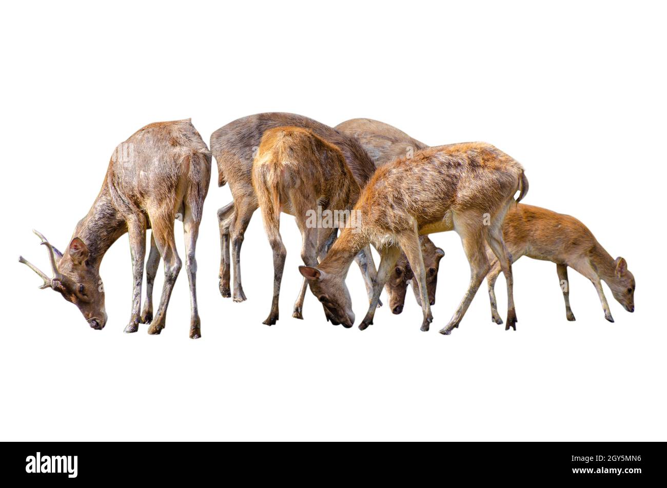 Bébé chevreuil isolé en fond blanc Banque D'Images