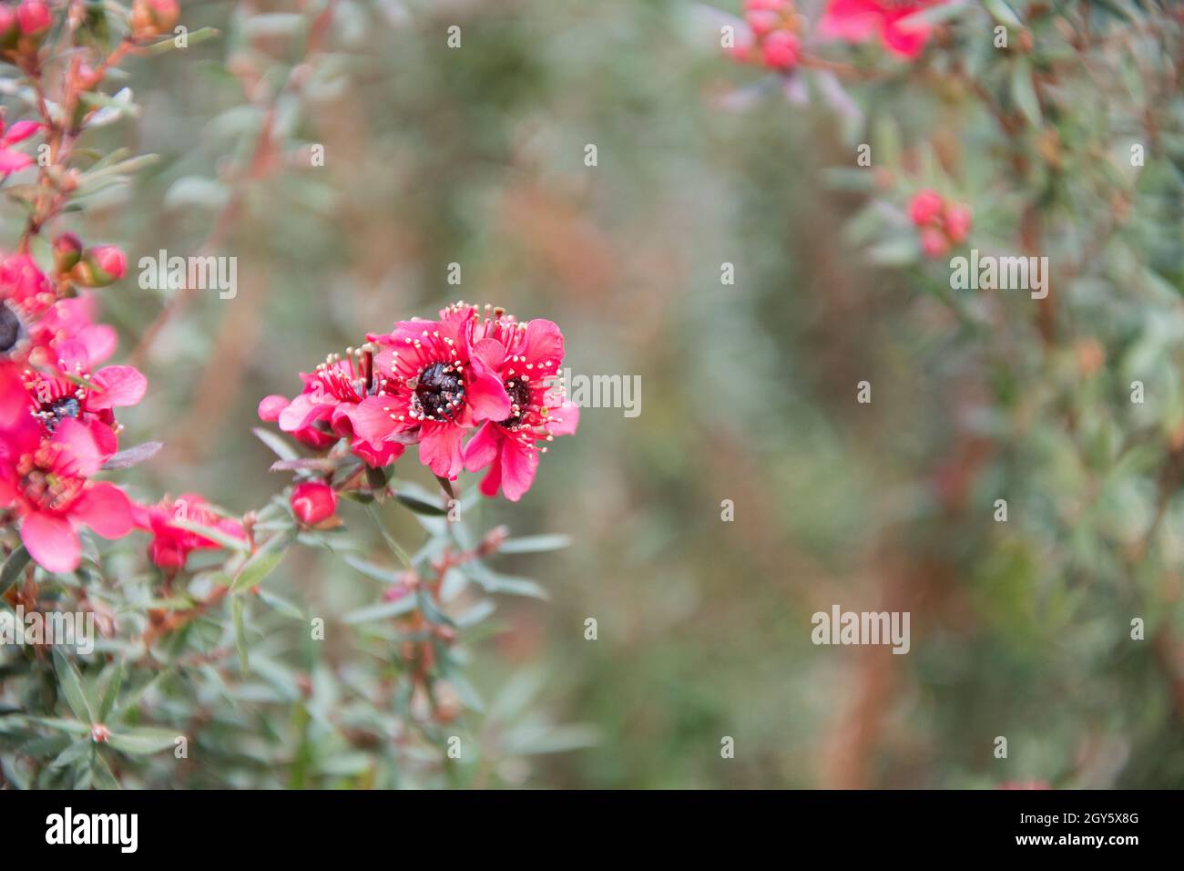 Myrtle Manuka blanc-rose fleur qui s'épanouit (Leptospermum scoparium) Banque D'Images
