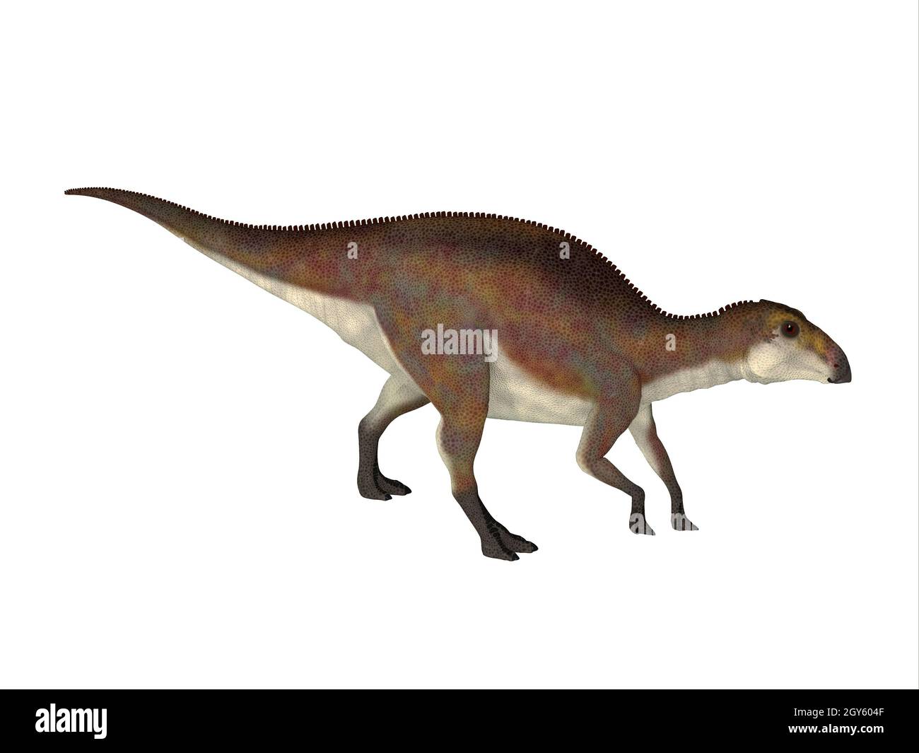 Brachylophosaurus était un dinosaure qui vivait Hadrosaures herbivores au cours de la période du Crétacé d'Amérique du Nord. Banque D'Images