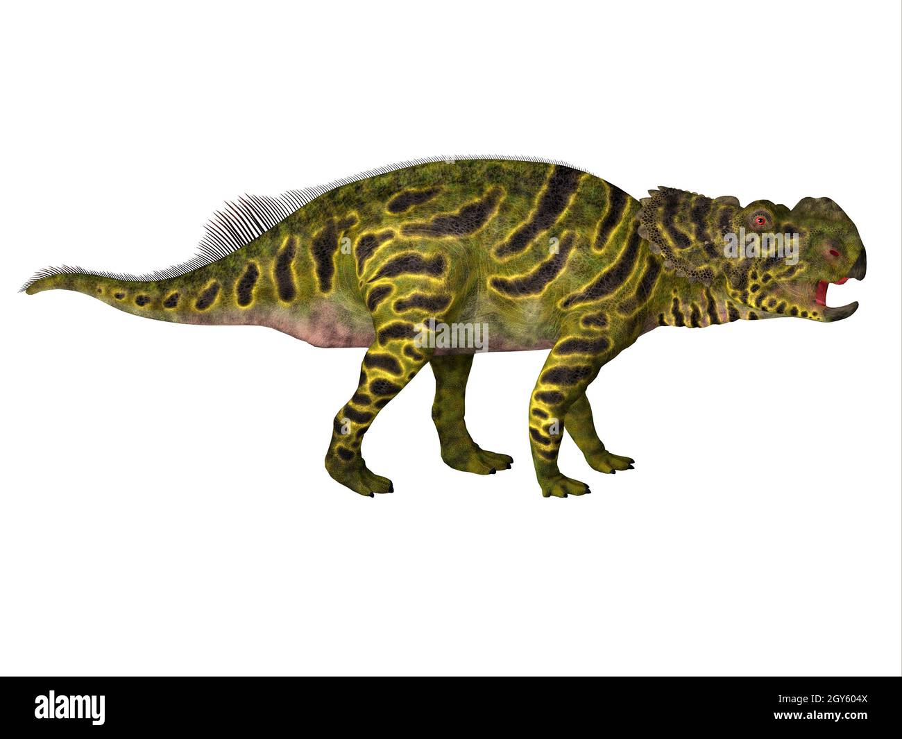 Le Pachyrhinosaurus était un dinosaure hervivore cératopsien qui vivait en Alberta, au Canada, pendant la période du Crétacé. Banque D'Images