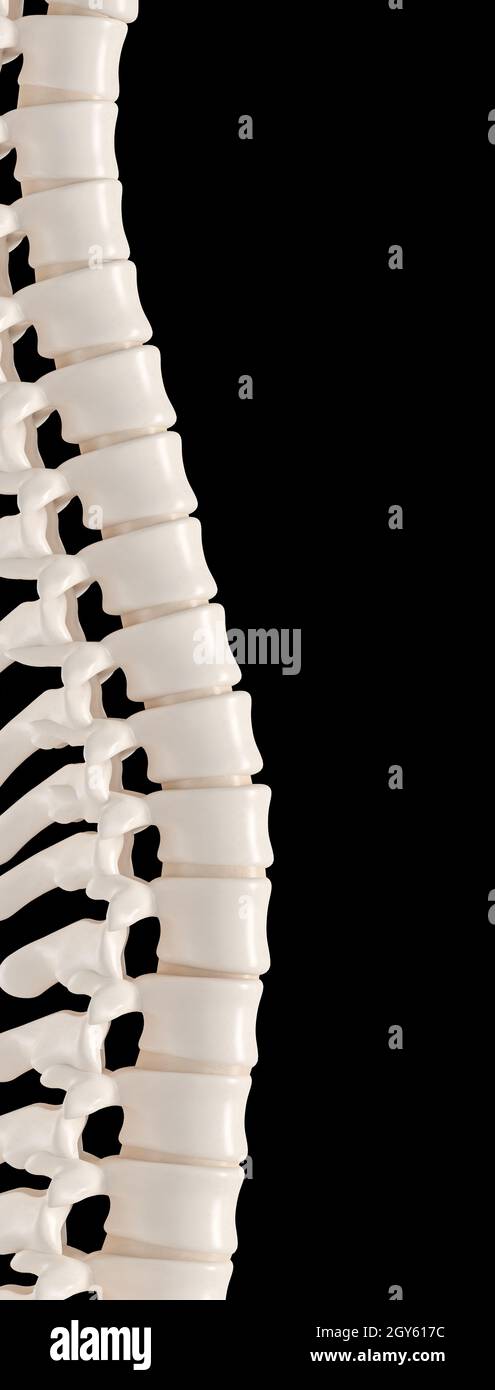 backbone sur noir. rendu 3d. Banque D'Images