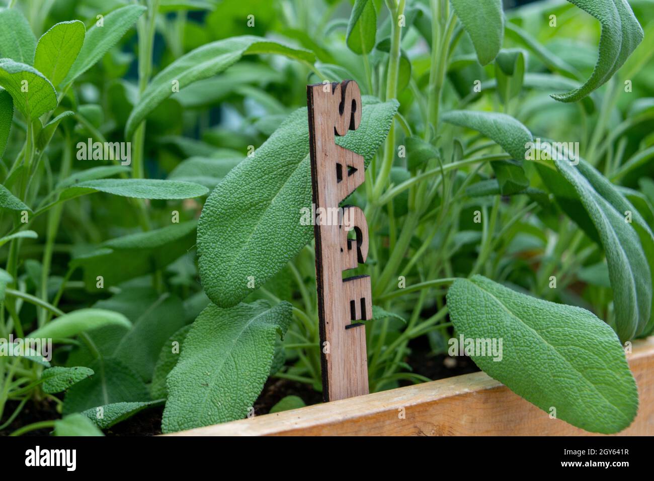 Une plante d'herbe de sauge biologique salée d'été avec une saveur amère et un arôme croissant dans un jardin sur une ferme.La branche fraîche de la grande plante d'herbe. Banque D'Images