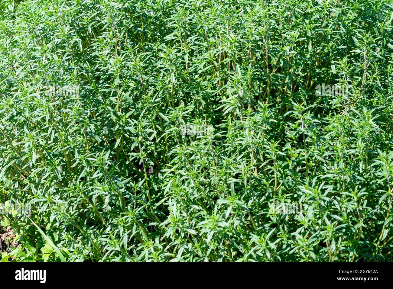 Une plante d'herbes aromatiques bio d'été avec une saveur amère et un arôme croissant dans un jardin sur une ferme.La branche fraîche de la grande plante d'herbe a brillant Banque D'Images