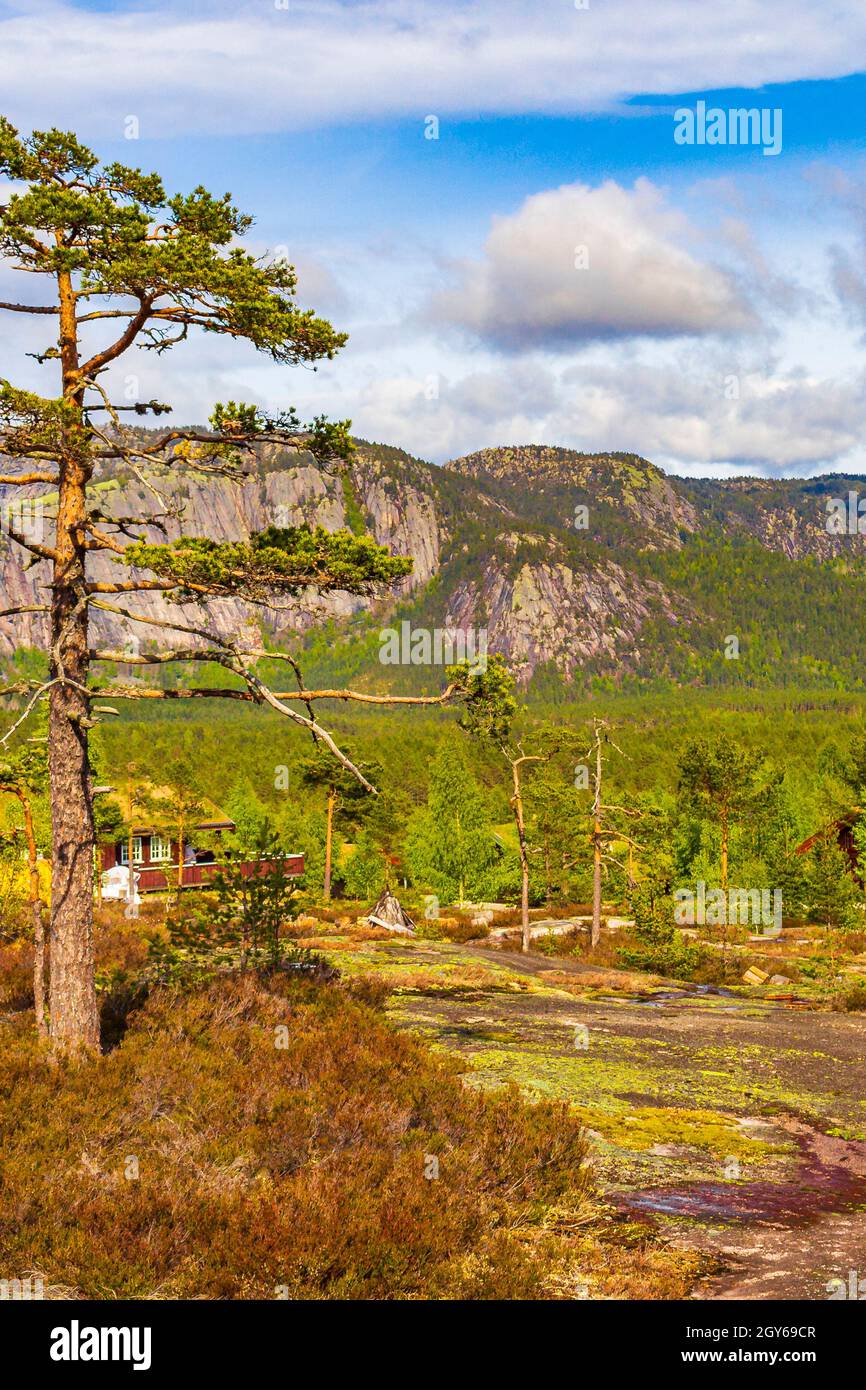 Panorama avec des sapins et des montagnes dans le paysage naturel de Treungen à Nissedal Norvège. Banque D'Images