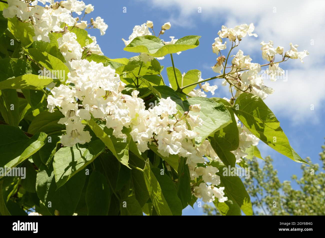 Un arbre en pleine floraison pendant une journée ensoleillée à la fin du printemps. Banque D'Images