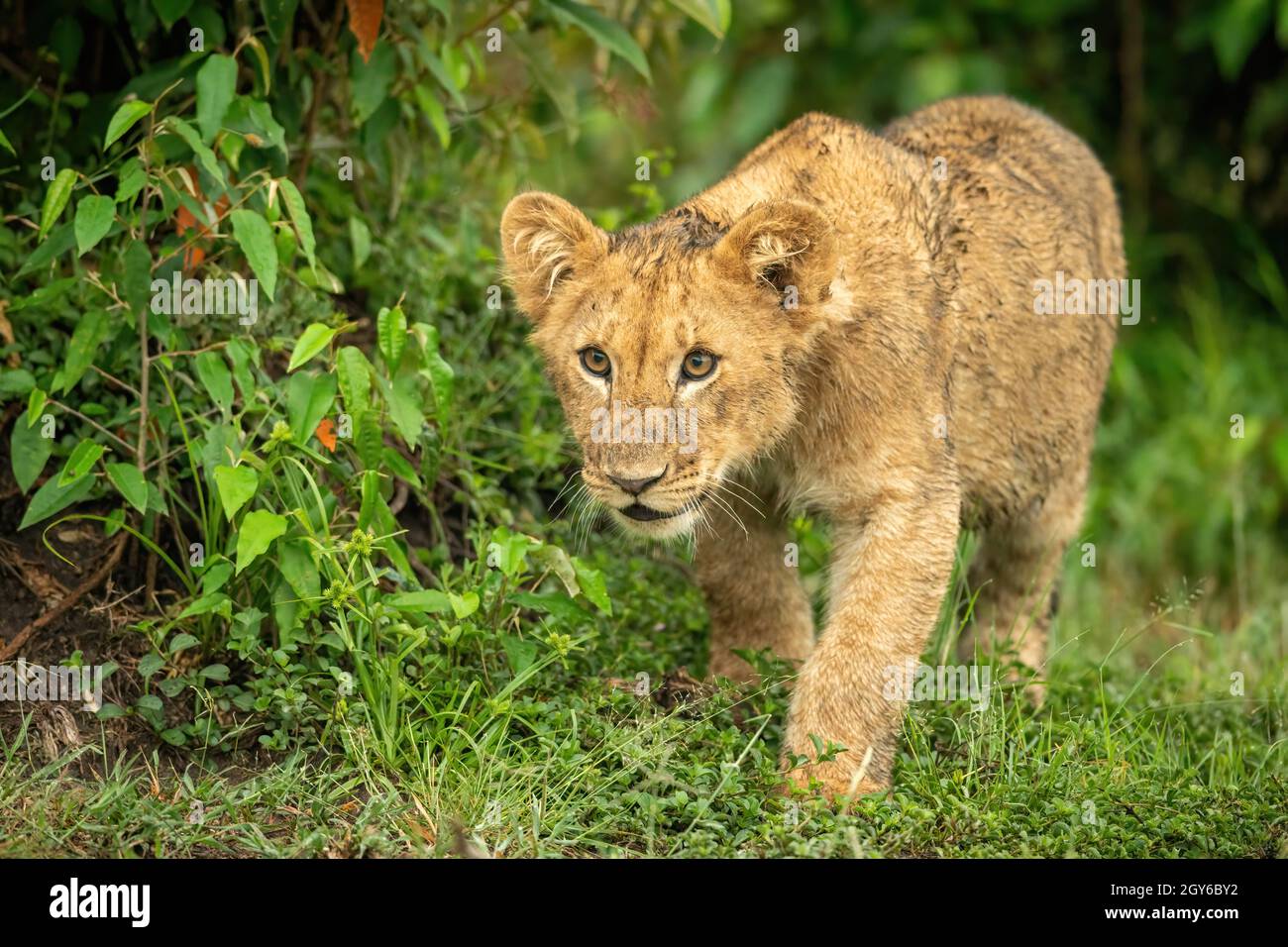 Lion cub qui passe devant le Bush Banque D'Images