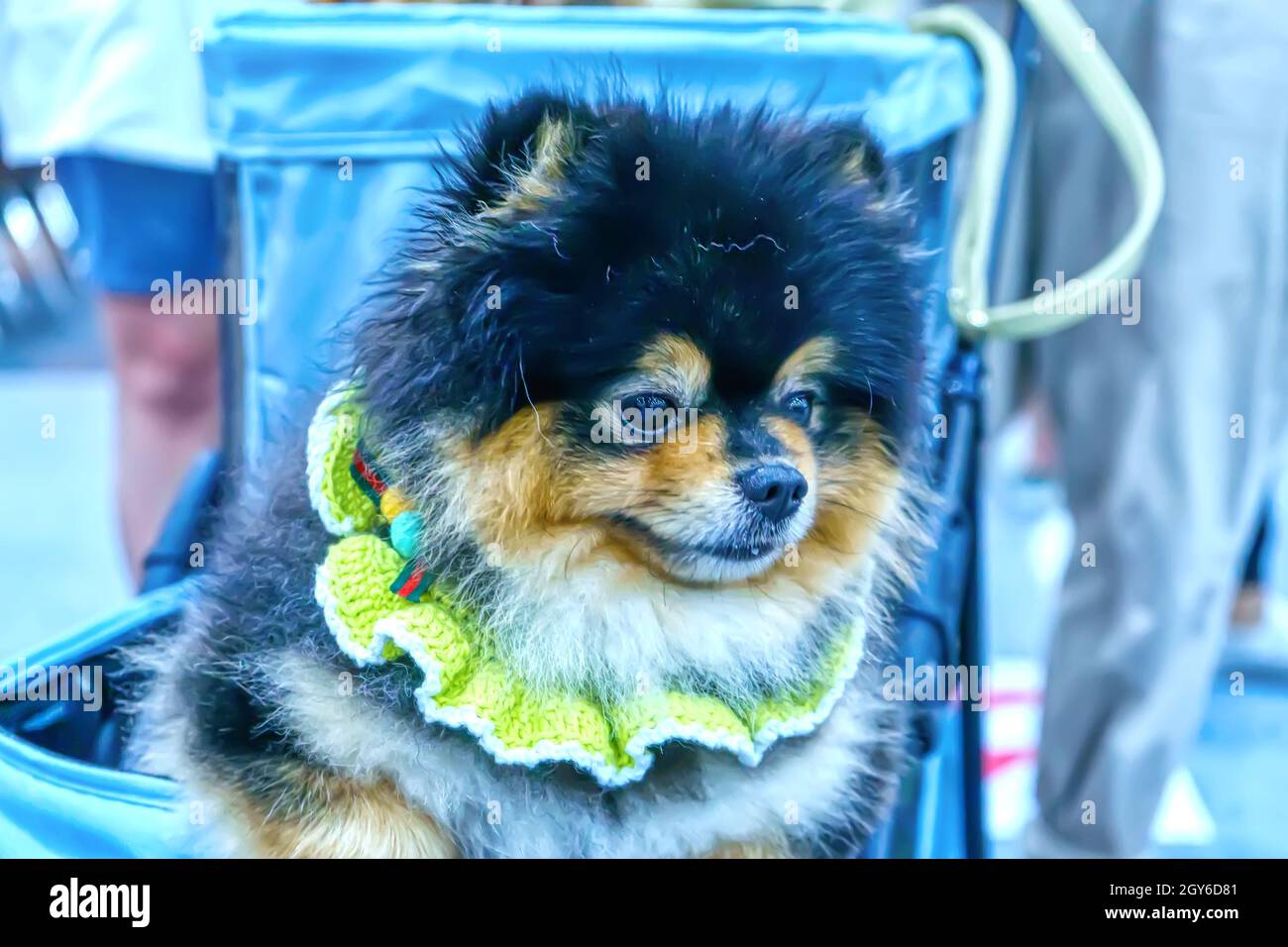 Libre le chien. C'est le meilleur ami de l'homme. Banque D'Images