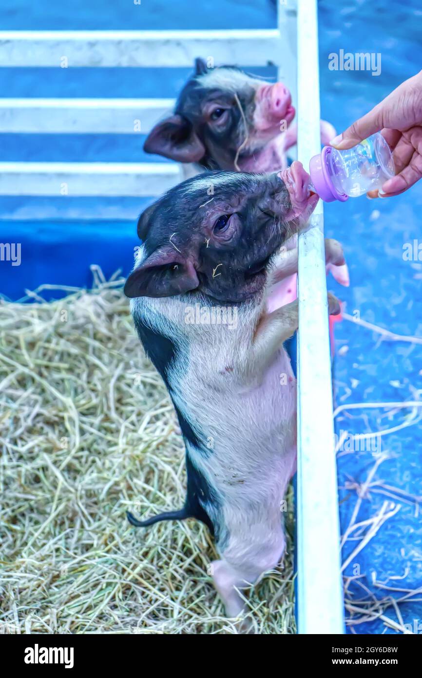 Cochon de lait livre ventre sucer à partir d'une bouteille dans un décrochage. Banque D'Images