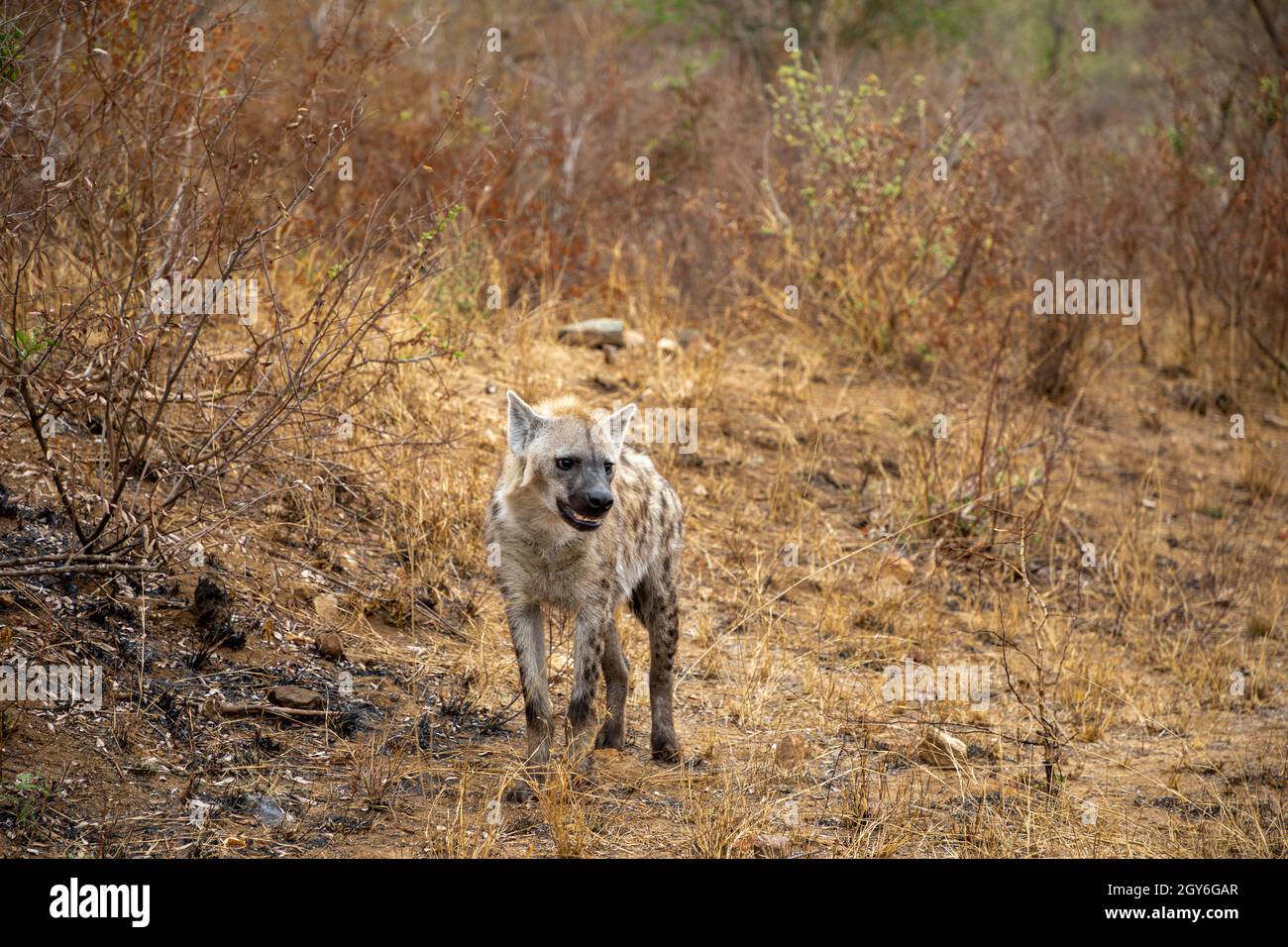 Hyena tachetée dans le veld africain du Bush. Banque D'Images