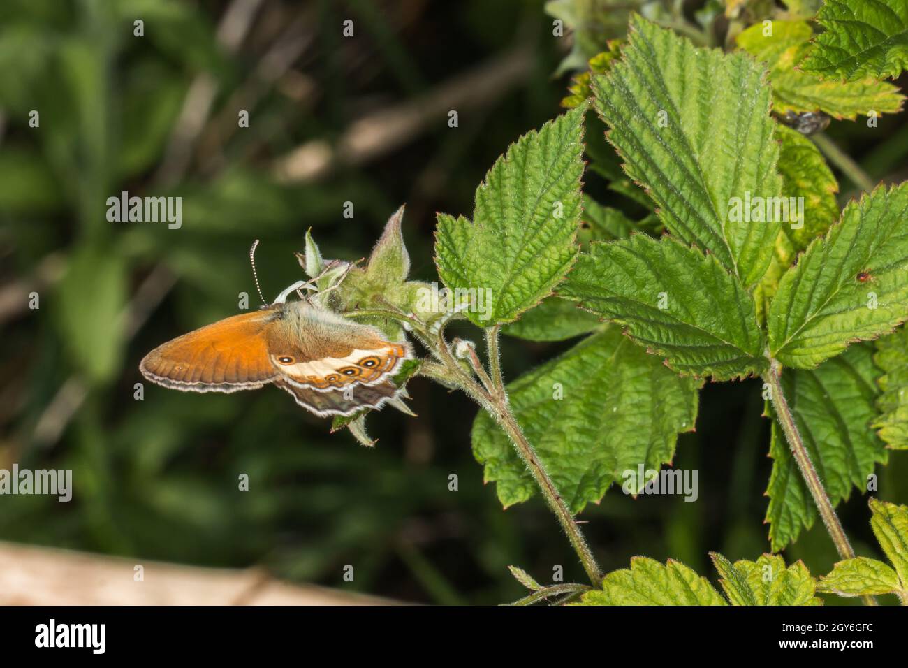 Un papillon Pearl Heath est assis sur une feuille Banque D'Images