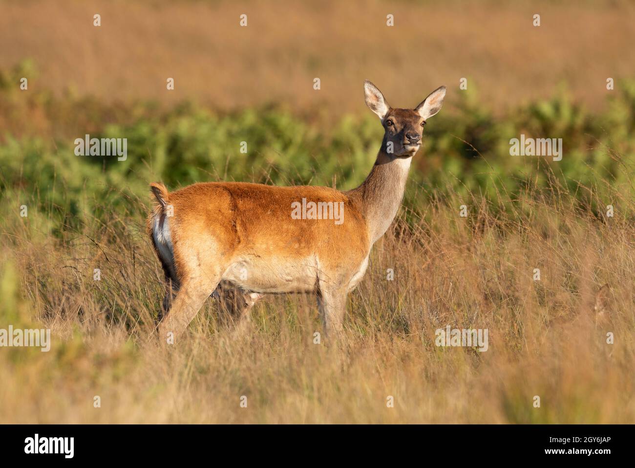 La femelle Red Deer (Cervus elaphus) fait sur une Moor anglaise Banque D'Images