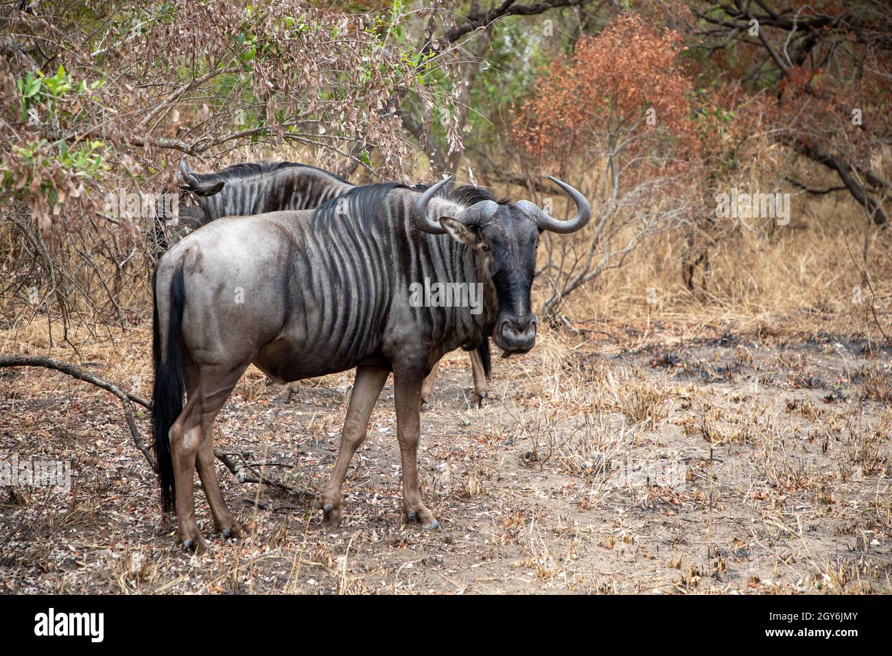 Le plus sauvage des bleus dans le parc national Kruger.Wildebeest est également connu sous le nom de GNU Banque D'Images