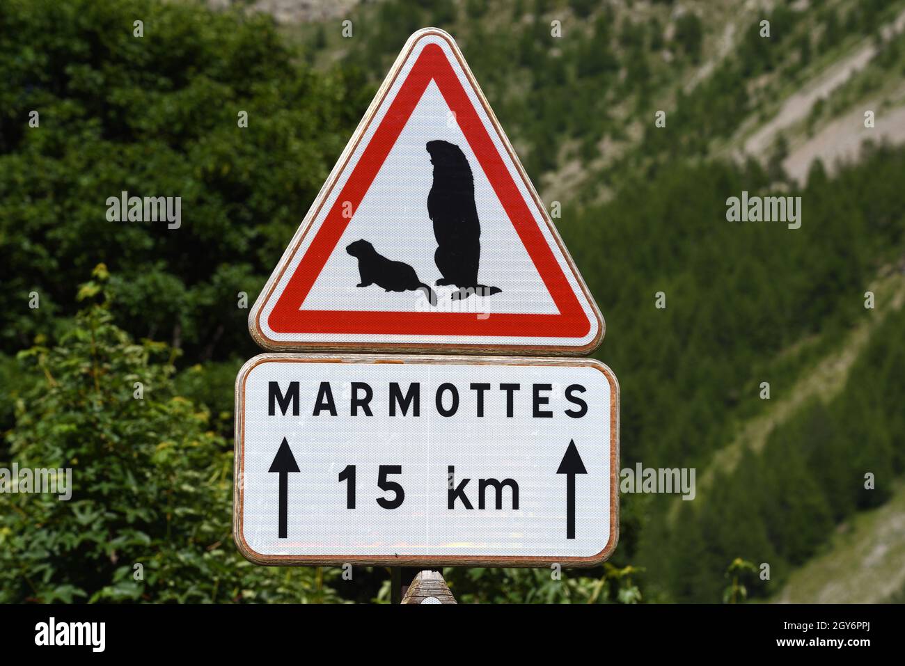 Panneau triangulaire d'avertissement de circulation Méfiez-vous des marmottes sur la route du Col de la Cayolle dans le Parc National du Mercantour dans les Alpes françaises France Banque D'Images