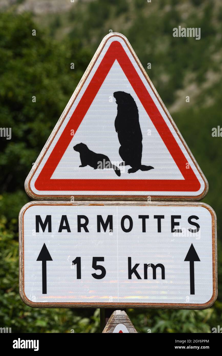 Panneau triangulaire d'avertissement de circulation Méfiez-vous des marmottes sur la route du Col de la Cayolle dans le Parc National du Mercantour dans les Alpes françaises France Banque D'Images