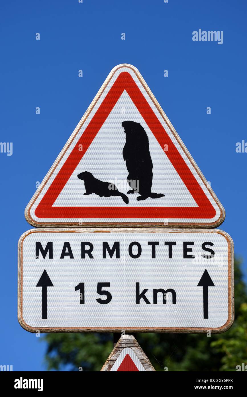 Panneau triangulaire d'avertissement de circulation Méfiez-vous des marmottes sur la route du Col de la Cayolle dans le Parc National du Mercantour dans les Alpes françaises France Banque D'Images