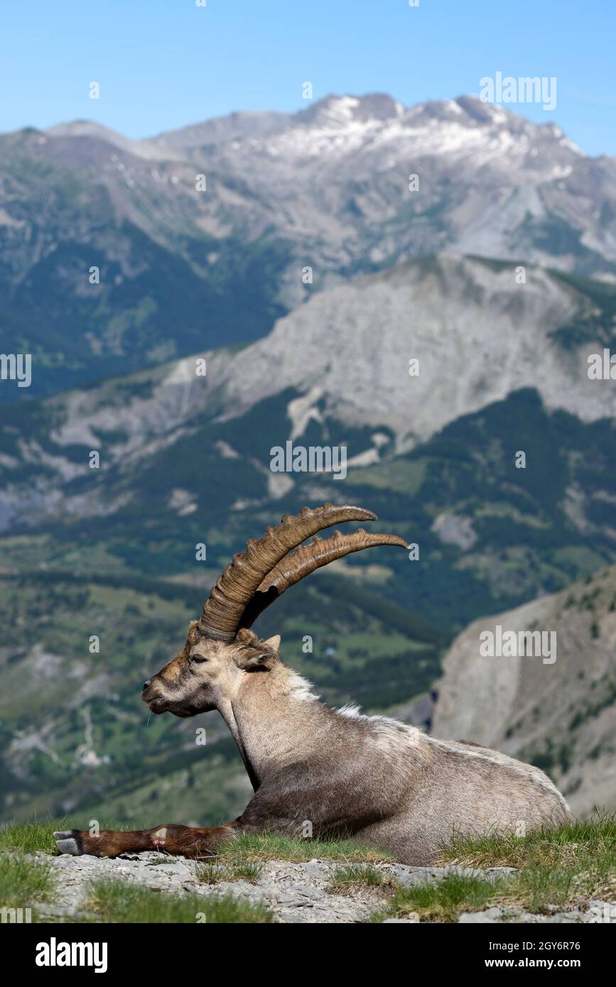 Adulte mature Homme alpin Ibex, Capra ibex, alias Steinbock ou Bouquetin dans le Parc National du Mercantour Alpes françaises-Maritimes France Banque D'Images
