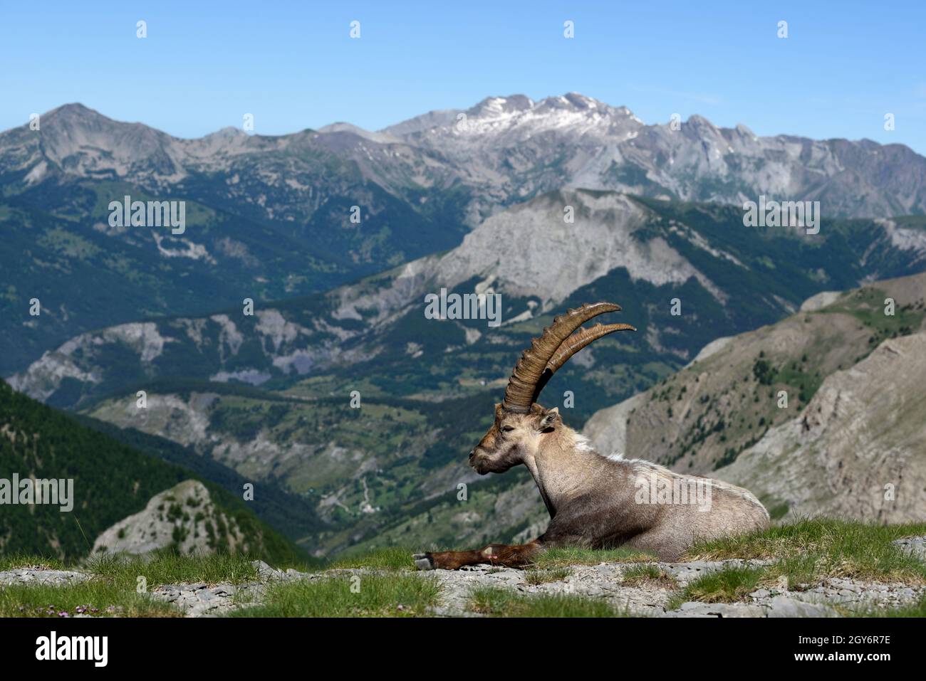 Mature Male Alpine Ibex, Capra ibex, en paysage avec les Alpes et les montagnes françaises dans le Parc National du Mercantour France Banque D'Images