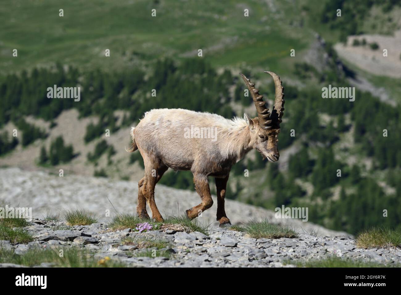 Jeune Homme alpin Ibex, Capra ibex) alias Steibeck ou Bouquetin marchant sur Alpine Ridge dans le Parc National du Mercantour Alpes françaises France Banque D'Images