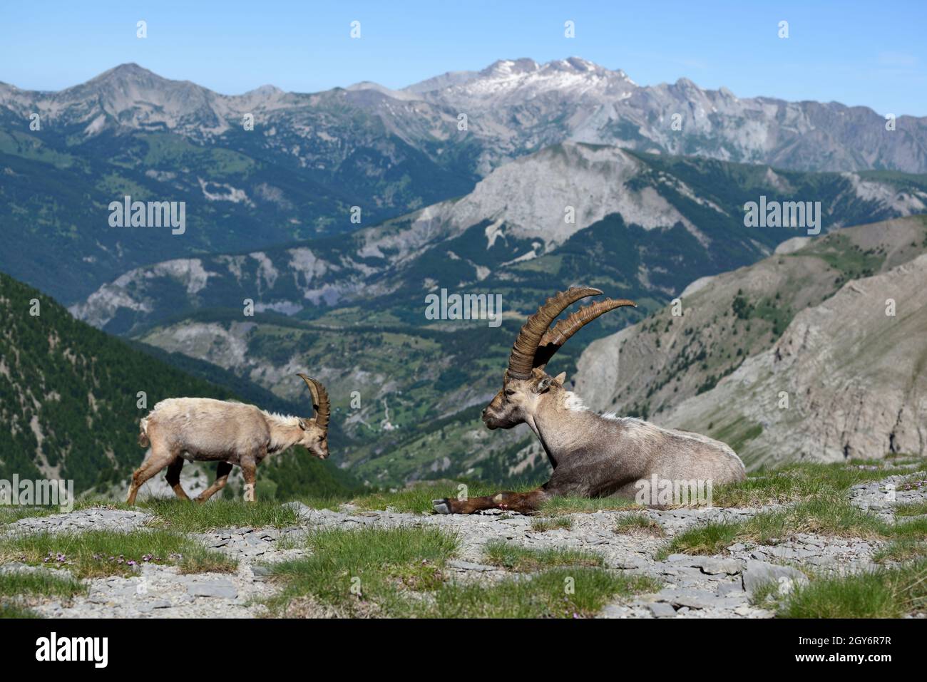 Ibex mâle mature et jeune Ibex femelle ou ibex, Capra ibex, en paysage avec les Alpes françaises dans le Parc National du Mercantour France Banque D'Images