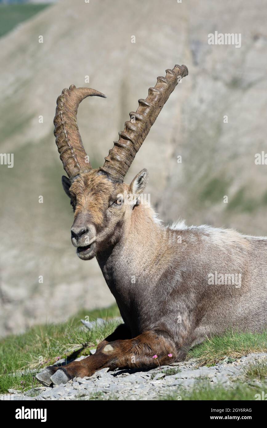 Portrait de l'Ibex mâle adulte unique, Capra ibex, dans le Parc National du Mercantour Alpes françaises, Alpes-Maritimes, France Banque D'Images