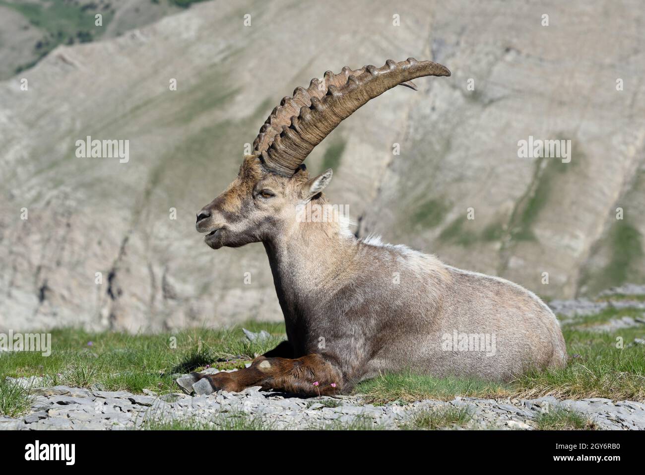 Portrait d'Ibex alpin mâle adulte unique, Capra ibex, dans le Parc National du Mercantour Alpes françaises, avec camouflage couleur rocheuse ou beige Coat, France Banque D'Images