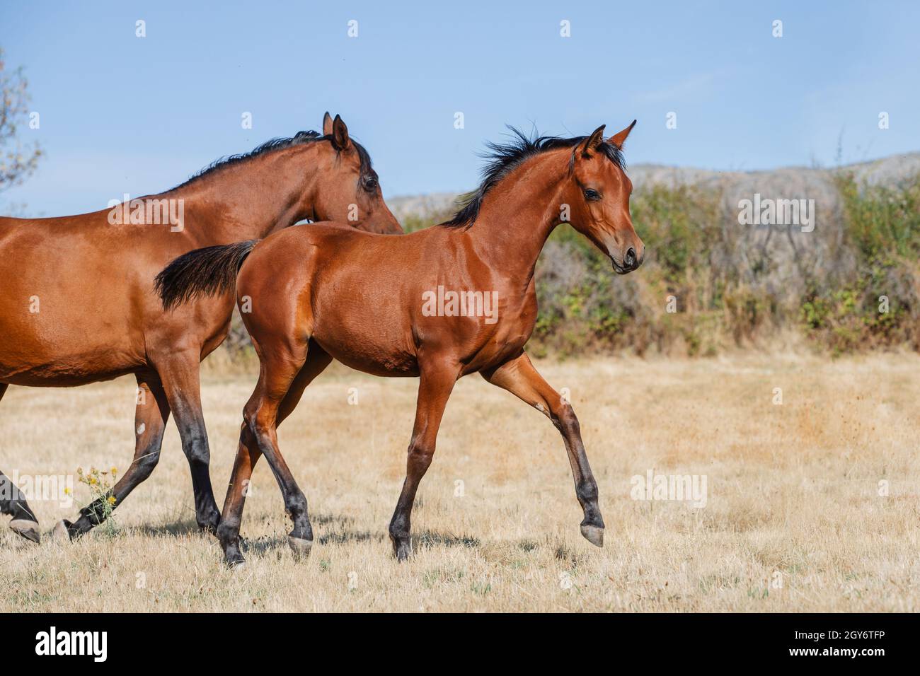 Jeune châtaignier arabe crasseux gratuit en été Banque D'Images