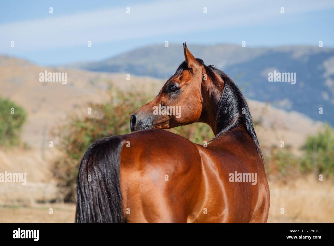 Magnifique portrait de visage d'un étalon arabe de baie en été Banque D'Images