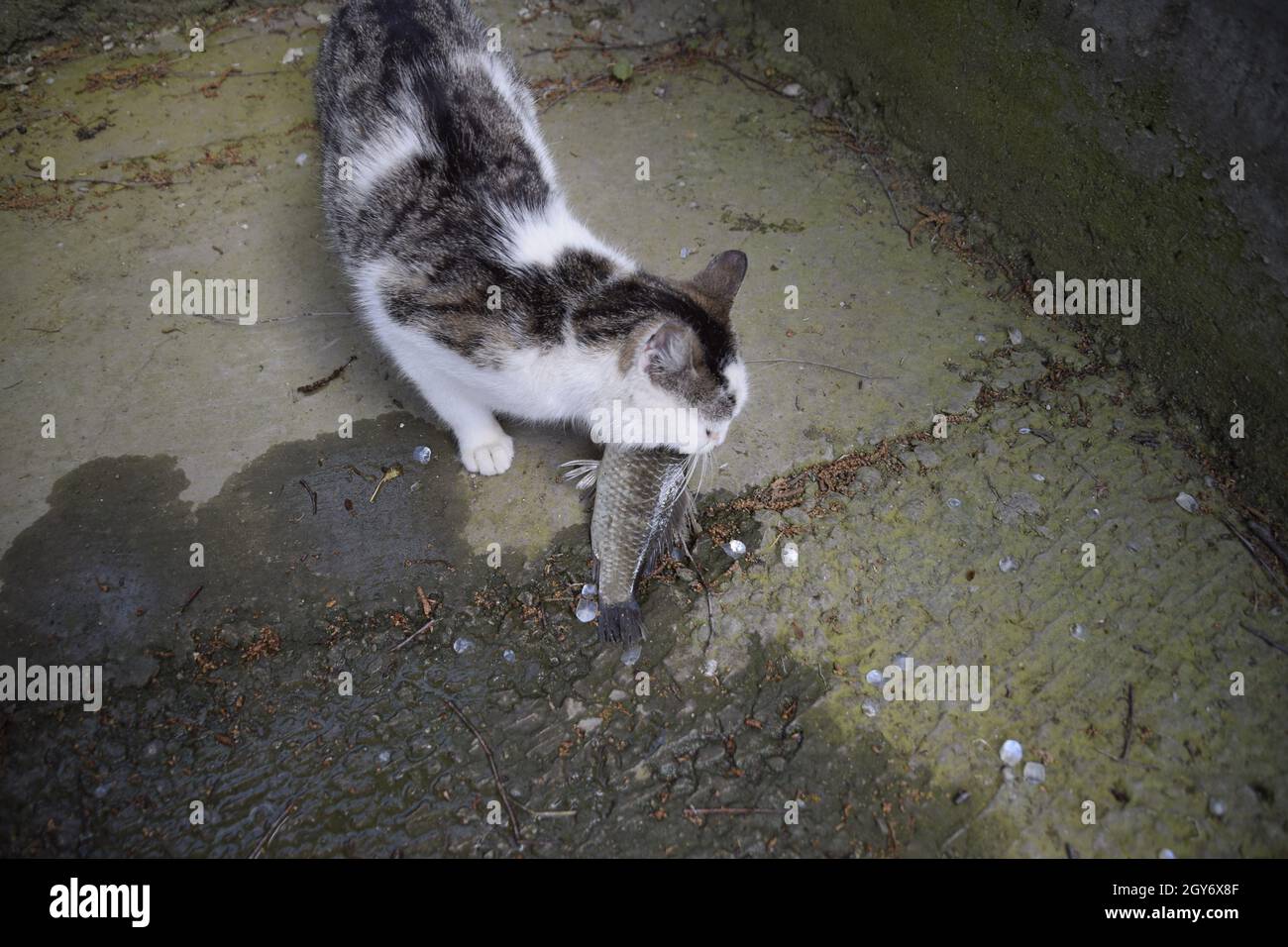Le Chat Mange Le Poisson Vivant La Prise De Poisson Nourrir Le Chat Avec Des Poissons Photo Stock Alamy