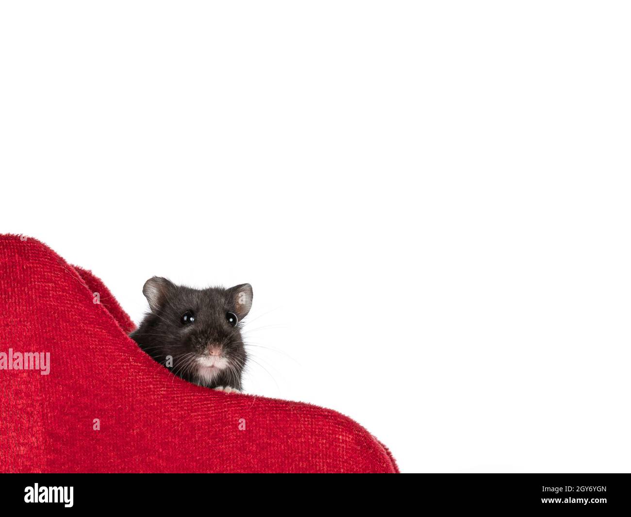Gros plan sur un joli petit hamster noir qui regarde sur le bord de velours rouge du traîneau.Isolé sur un fond blanc. Banque D'Images