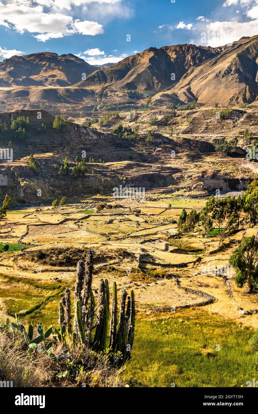 Champs en terrasse dans le canyon de Colca au Pérou Banque D'Images