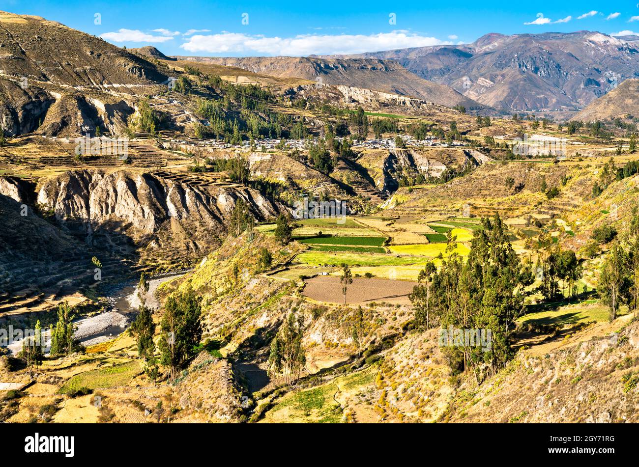 Champs en terrasse dans le canyon de Colca au Pérou Banque D'Images