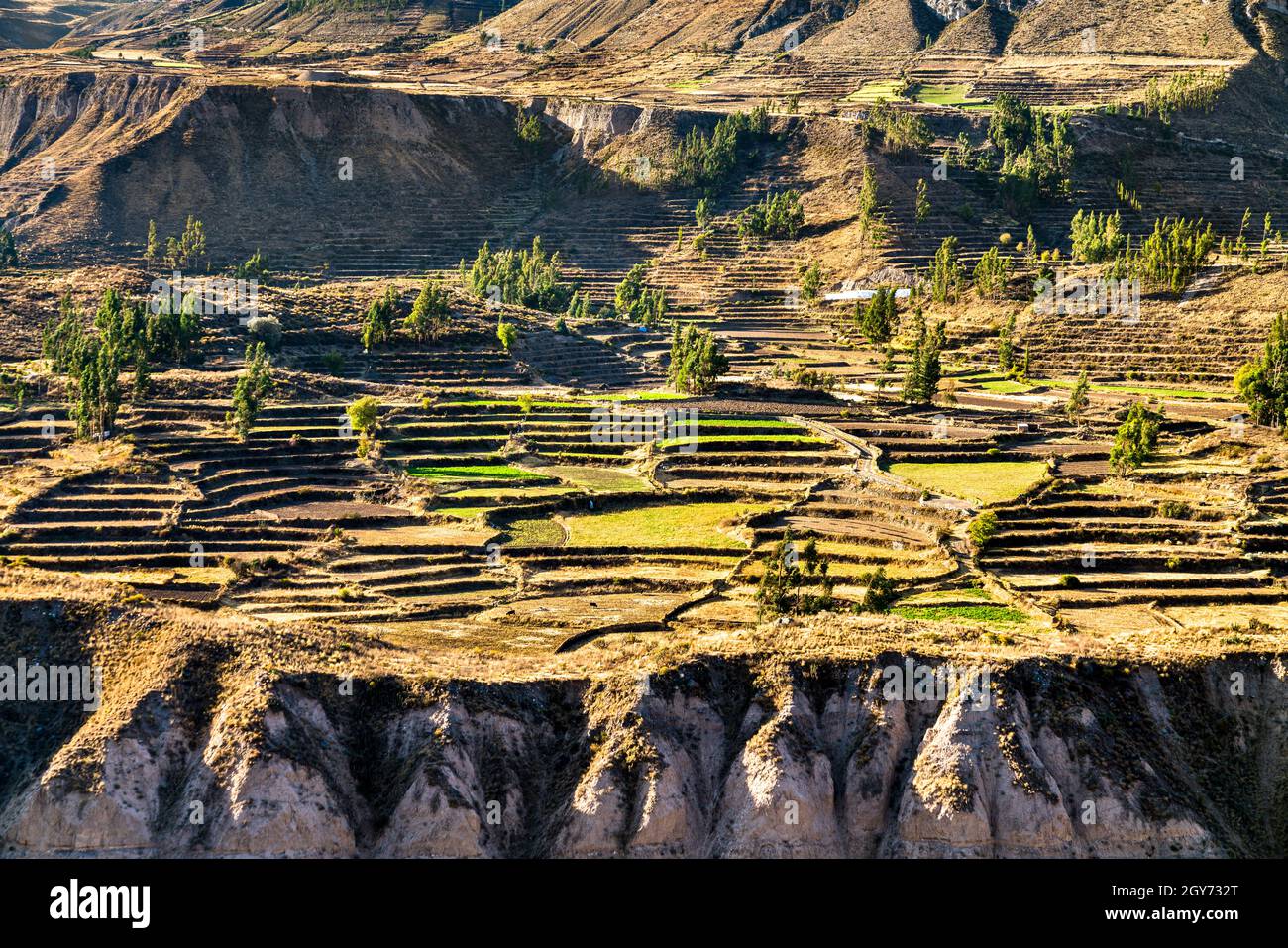 Terrain mitoyen dans le canyon de Colca au Pérou Banque D'Images