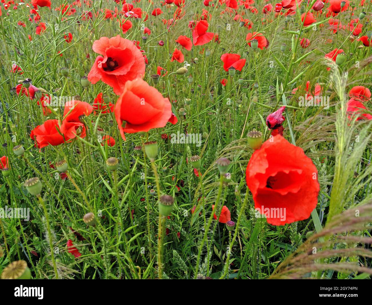 Dans einem Getreidefeld blühen viele rote Mohnblumen, Nahaufnahme einzelner Blüten beaucoup de coquelicots rouges fleurissent dans un champ de grain, gros plan de la fl individuelle Banque D'Images