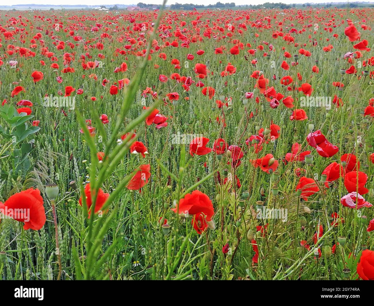 Ainsi, il y a un homme sehen kann, blühen in diesem Getreideveld rote Mohnblumen, dazwischen stehen die Ähren.Autant que vous pouvez le voir, les coquelicots rouges sont en pleine floraison Banque D'Images