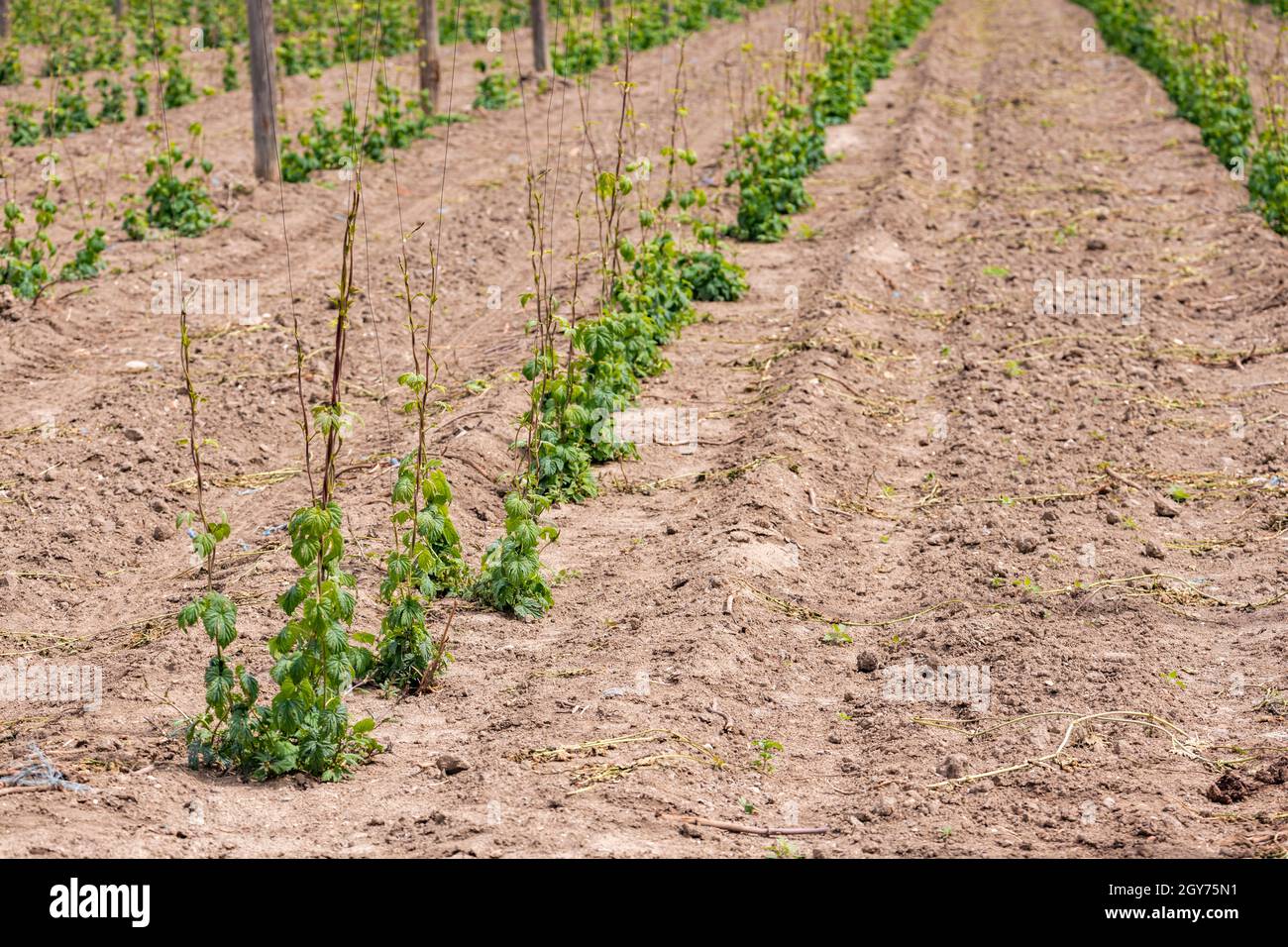 Champ de houblon, début du printemps près de Zatec, République tchèque Banque D'Images