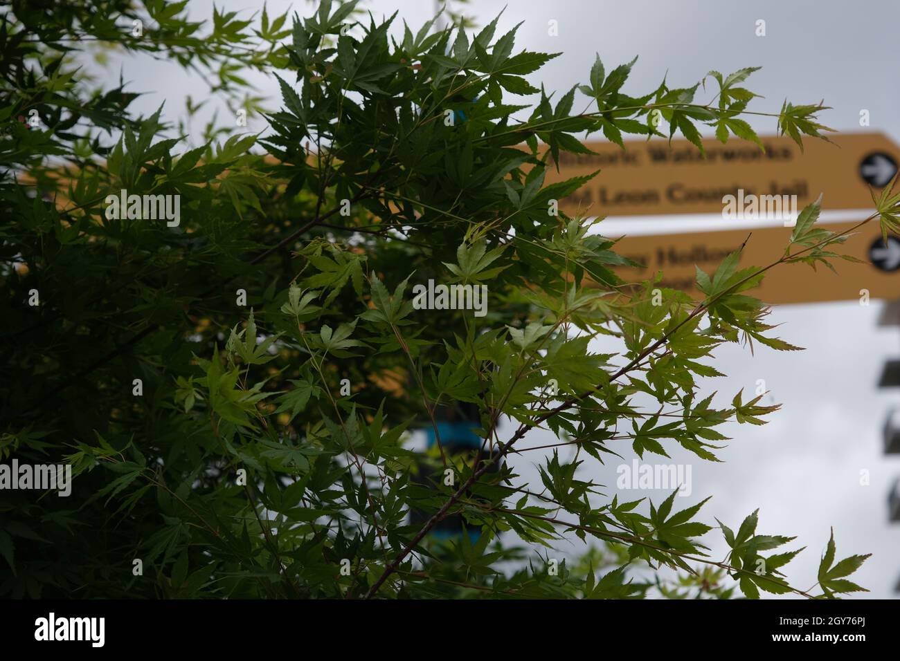 Les feuilles d'érable japonaises se concentrent avant le panneau du parc à Cascade Park, dans Tallahassee, en Floride Banque D'Images