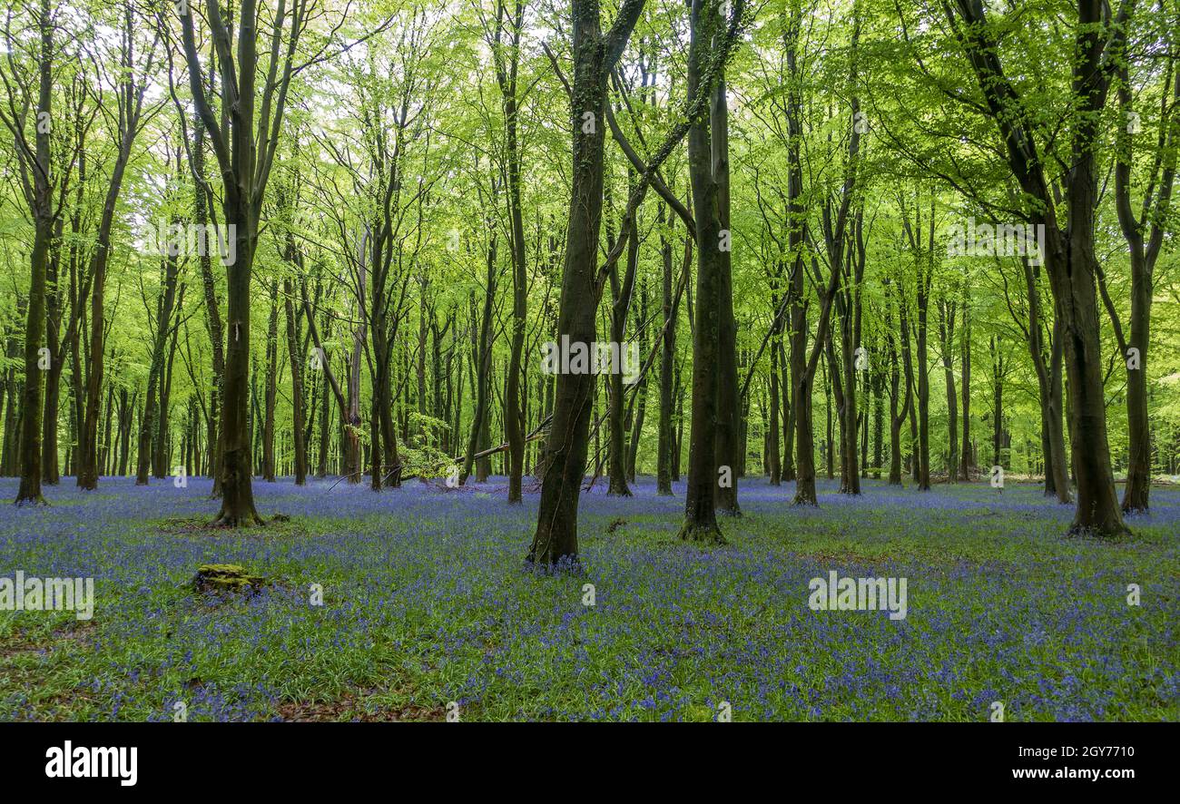 Bluebells à Parnholt Wood près de Farley Mount dans la vallée de Test, Hampshire, Angleterre, Royaume-Uni Banque D'Images