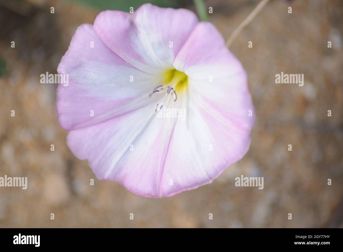 Fleur de gloire du matin Ipomoea poussant sur la pelouse Banque D'Images