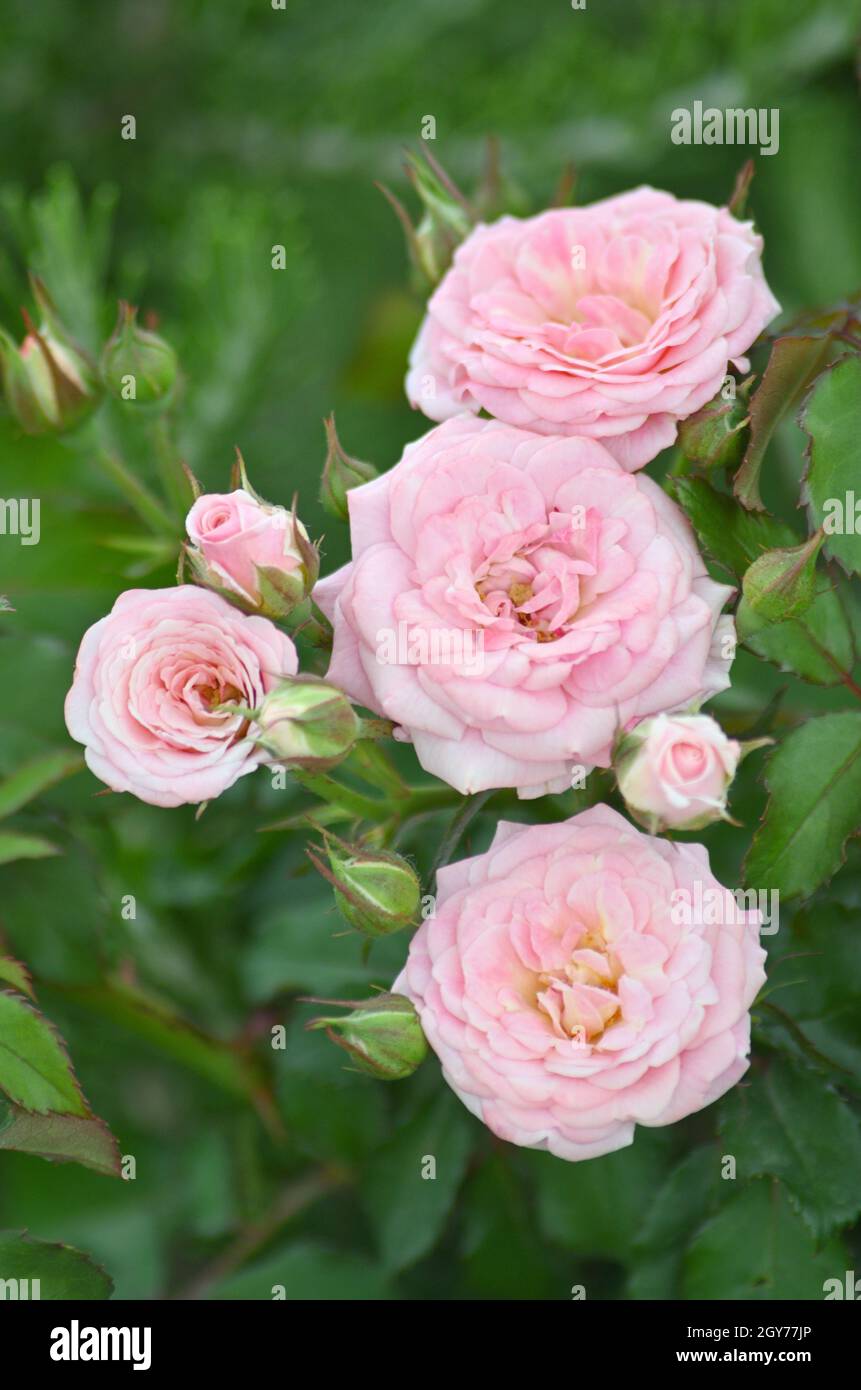 Fleur rose rouge close up.Rosa 'Double Delight' Banque D'Images