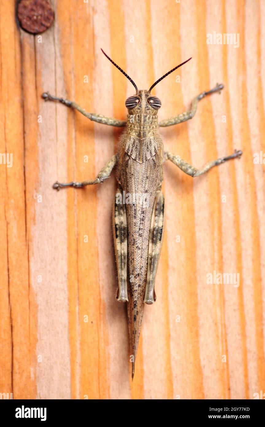 Criquet gris, végétation nocive de consommation d'insectes Banque D'Images