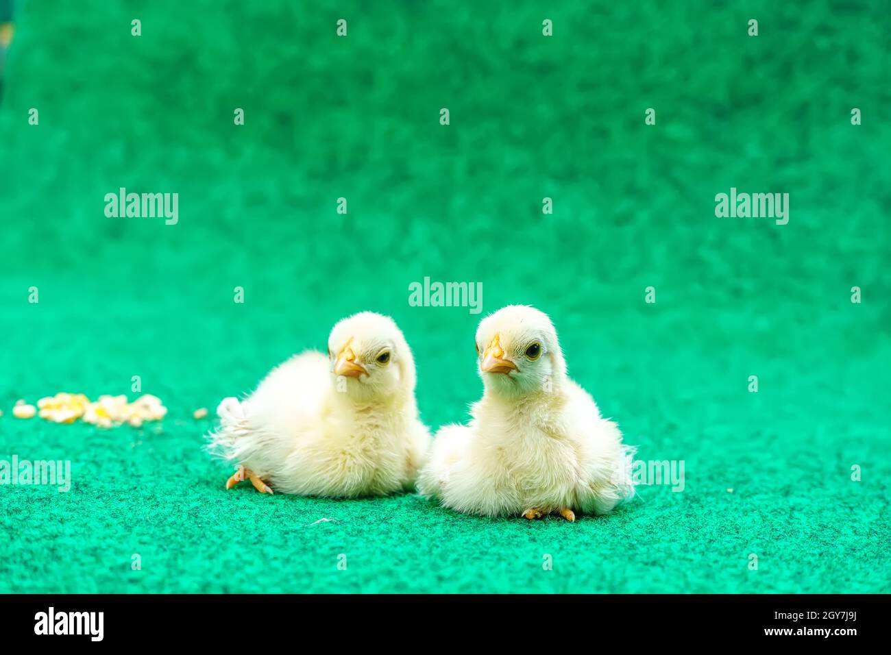 Le sérama jaune poussin sur fond d'herbe artificielle. Banque D'Images