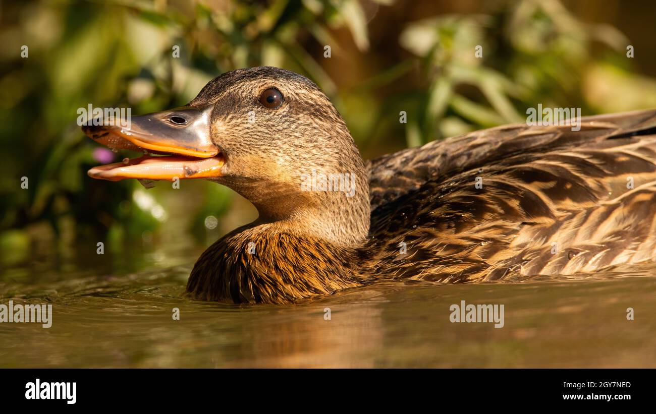 Mallard, anas platyrhynchos, nageant dans l'eau avec la bouche ouverte de soffit. La femelle fait de l'abbing de canard dans le lac au printemps. Animal fééré flottant Banque D'Images Mallard, anas platyrhynchos, nageant dans l'eau avec la bouche ouverte de soffit. La femelle fait de l'abbing de canard dans le lac au printemps. Animal fééré flottant Banque D'Images