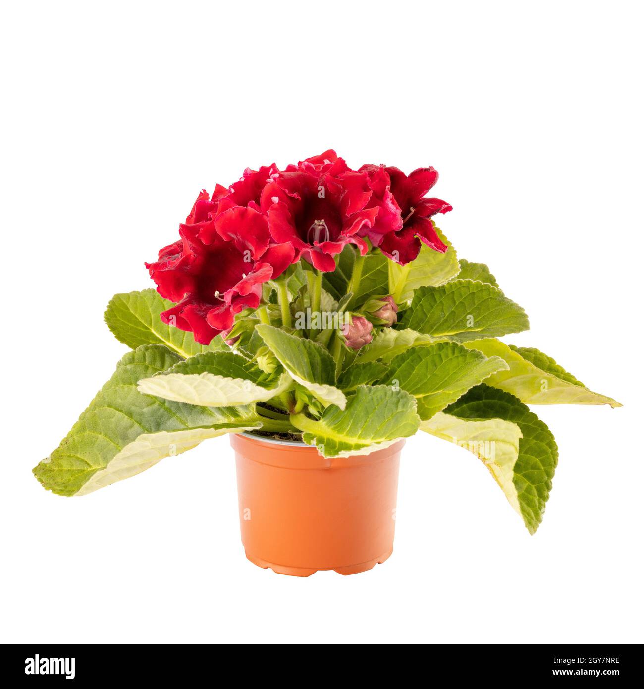 Gloxinia dans un pot de fleurs isolé sur fond blanc Banque D'Images